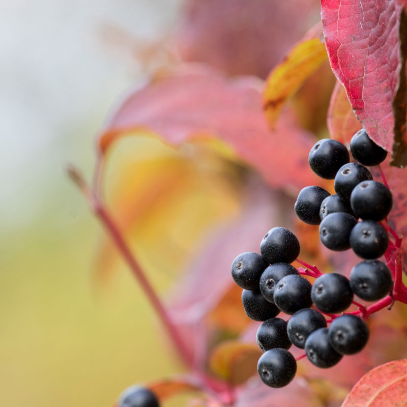 Aronia